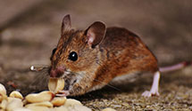 24 Hour & Emergency Exterminators in Princeton, NJ